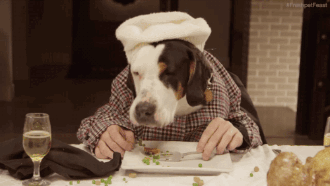 干了这碗狗粮 干了这碗狗粮