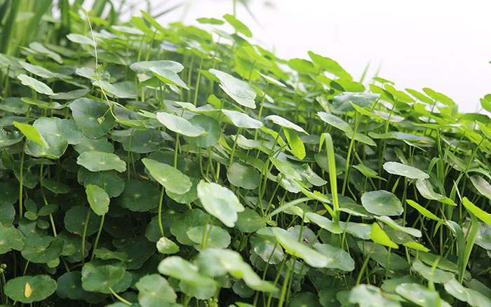 拍一片青色给你看