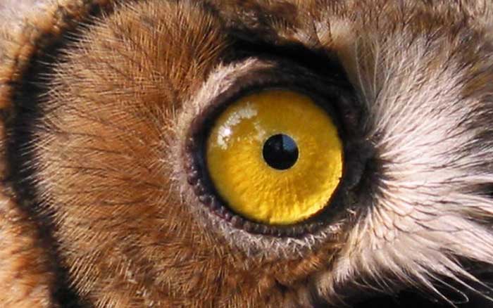 鹰一般敏锐的眼睛