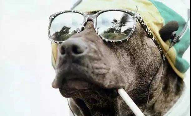 工地狗抽烟图片